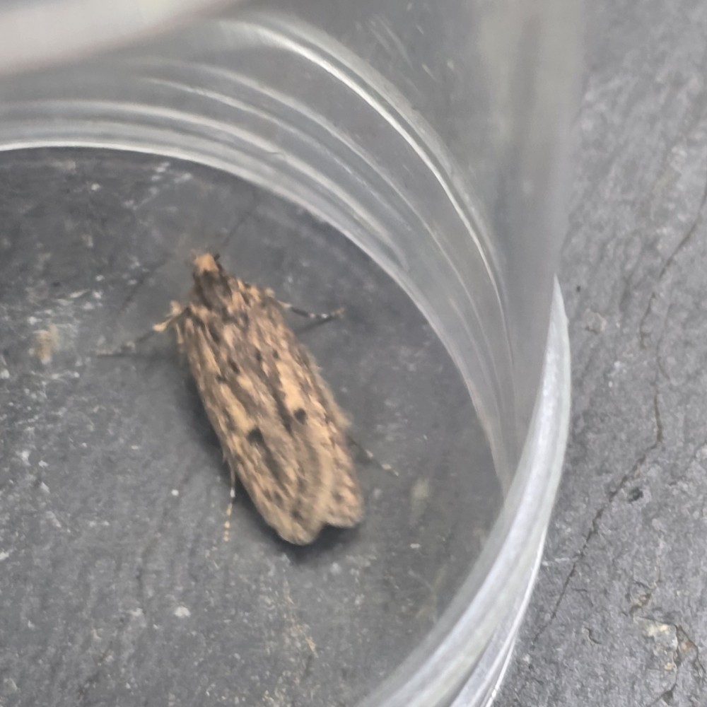 Photo of Brown House Moth (Hofmannophila pseudospretella)